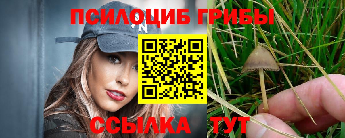 Псилоцибиновые грибы Psilocybe Верхний Уфалей
